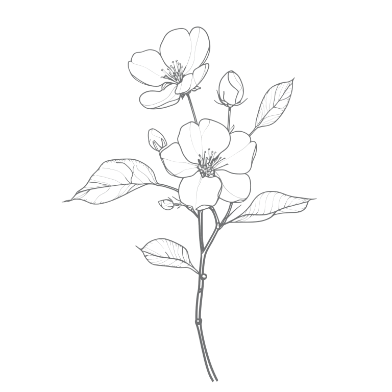 Blütenzweig, dekoratives Element
